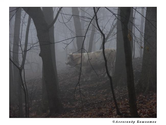 Туманная корова